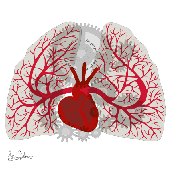 corazon pulmones